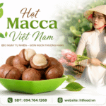 Công dụng của hạt macca đối với sức khỏe và dinh dưỡng Cong dung cua hat macca la gi