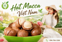 Địa chỉ bán hạt mắc ca tại Hà Nội chất lượng, giá hợp lý Dia chi ban hat mac ca tai Ha Noi