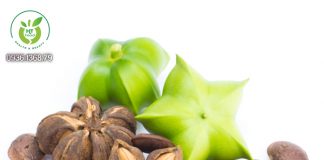 Địa Chỉ Bán hạt sachi Tại Hà Nội uy tín Bán hạt sachi tại Hà Nội