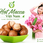 Địa chỉ mua hạt macca tại Thái Nguyên uy tín, giá hợp lý? Dia chi mua hat macca Thai Nguyen