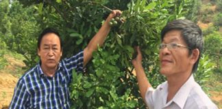 Tìm mua giống cây mắc ca ở đâu?