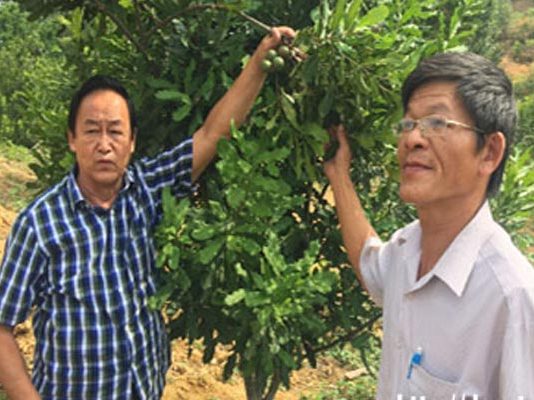 Tìm mua giống cây mắc ca ở đâu?