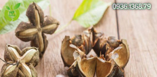 Mua Hạt Sachi Ở Đâu Quận Gò Vấp Tphcm?