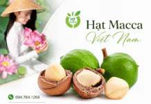 Hạt mắc ca bán ở đâu ngon, giá phù hợp cho gia đình? Hat mac ca ban o dau
