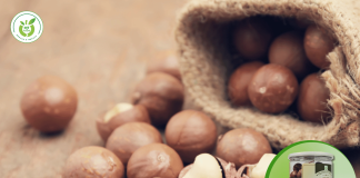 Hạt mắc ca bán ở đâu ngon và giá rẻ nhất?