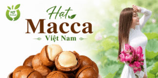 Hạt macca Đắk Lắk mua ở đâu chất lượng, dễ đặt mua? Hat macca Daklak chat luong