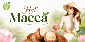 Hạt macca Việt Nam: dinh dưỡng, công dụng và giá bán 1kg? Hat macca Vietnam ban o dau