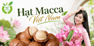 Hạt macca mua ở đâu tại Gia Lâm? Chọn nơi bán chất lượng Hat macca ban tai Gia Lam