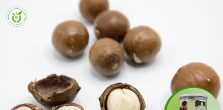 Địa chỉ mua hạt macca chính hãng tại Cầu Giấy