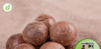 Đại lý phân phối hạt macca tại Củ Chi – TP HCM