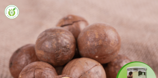 Top địa chỉ bán hạt macca chất lượng tại Hóc Môn TP HCM