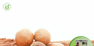 Mua sỉ lẻ hạt macca ở Tân Bình TP HCM – giá tốt nhất