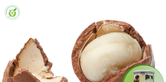 Mua hạt macca chất lượng ở đâu tại Thanh Trì?