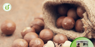 Top địa chỉ mua hạt macca Thủ Đức – chất lượng hàng đầu