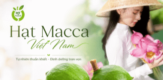 Hạt macca mua ở đâu để chọn đúng loại ngon, dễ bảo quản? Hat macca mua o dau
