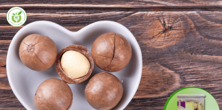 Mua hạt macca Bình Dương – địa chỉ uy tín chất lượng!