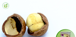 Cửa hàng hạt macca tại Cà Mau với giá cạnh tranh!