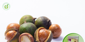 Địa chỉ uy tín mua hạt macca dinh dưỡng tại Đà Nẵng!