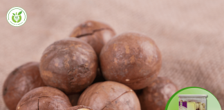 Hạt macca Đông Anh – địa chỉ bán sỉ lẻ uy tín!