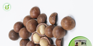 Hạt macca chất lượng cao tại Nam Từ Liêm – mua ở đâu?