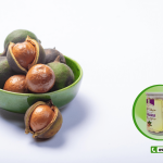 Hạt macca giá rẻ & chất lượng tốt ở Phú Xuyên!