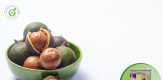 Hạt macca giá rẻ & chất lượng tốt ở Phú Xuyên!