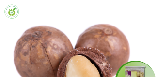 Hạt macca tại Sóc Sơn – mua ở đâu đảm bảo chất lượng?