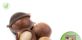 Hạt macca chất lượng tốt ở Thanh Hoá – mua ở đâu?