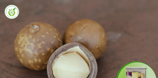 Chỗ bán hạt mắc ca giá rẻ nhất tại TpHCM – mua ngay!