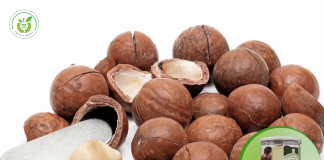 Hạt macca quận 1 TP HCM – mua ở đâu chất lượng nhất?