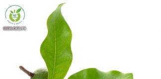 Những lợi ích sức khỏe tuyệt vời của hạt mắc ca Những lợi ích sức khỏe tuyệt vời của hạt mắc ca