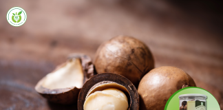 Địa chỉ mua hạt mắc ca ở đâu tại Hà Nội uy tín nhất!?