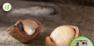 Hạt macca quận Bình Thạnh TP HCM – chất lượng giá cả hấp dẫn