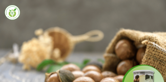 Mua sỉ hạt macca tại Hà Nội chất lượng giá tốt?