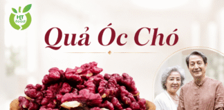 Quả óc chó giúp tăng trí nhớ như thế nào và nên ăn bao nhiêu? Qua oc cho co giup tang tri nho