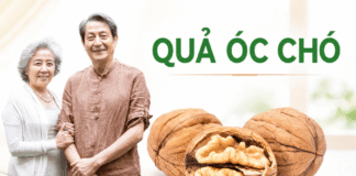 Quả óc chó có tốt cho người lớn tuổi không và cần lưu ý gì? Qua oc cho voi nguoi cao tuoi