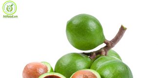 Tìm hiểu hạt macca Úc | Nguồn gốc của hạt macca Úc ở đâu?