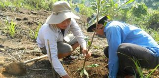 Kỹ thuật trồng, chăm sóc cây mắc ca